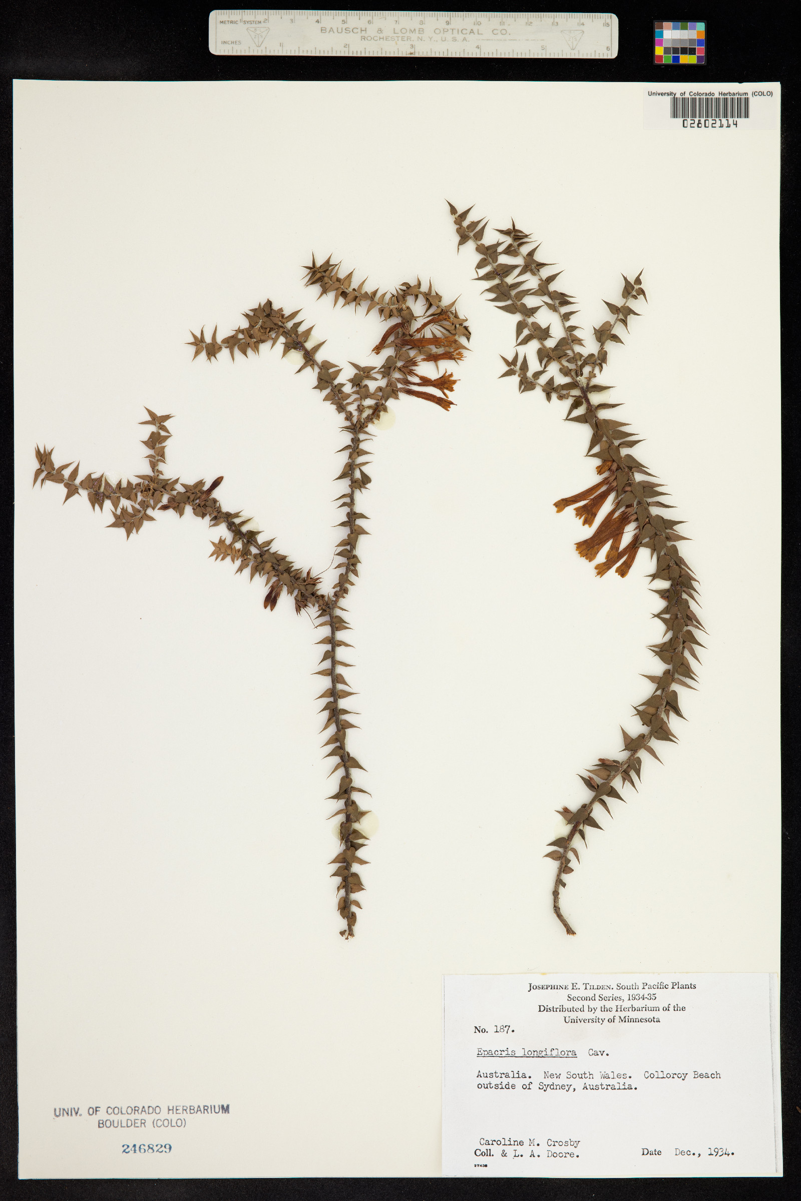 Epacris longiflora image