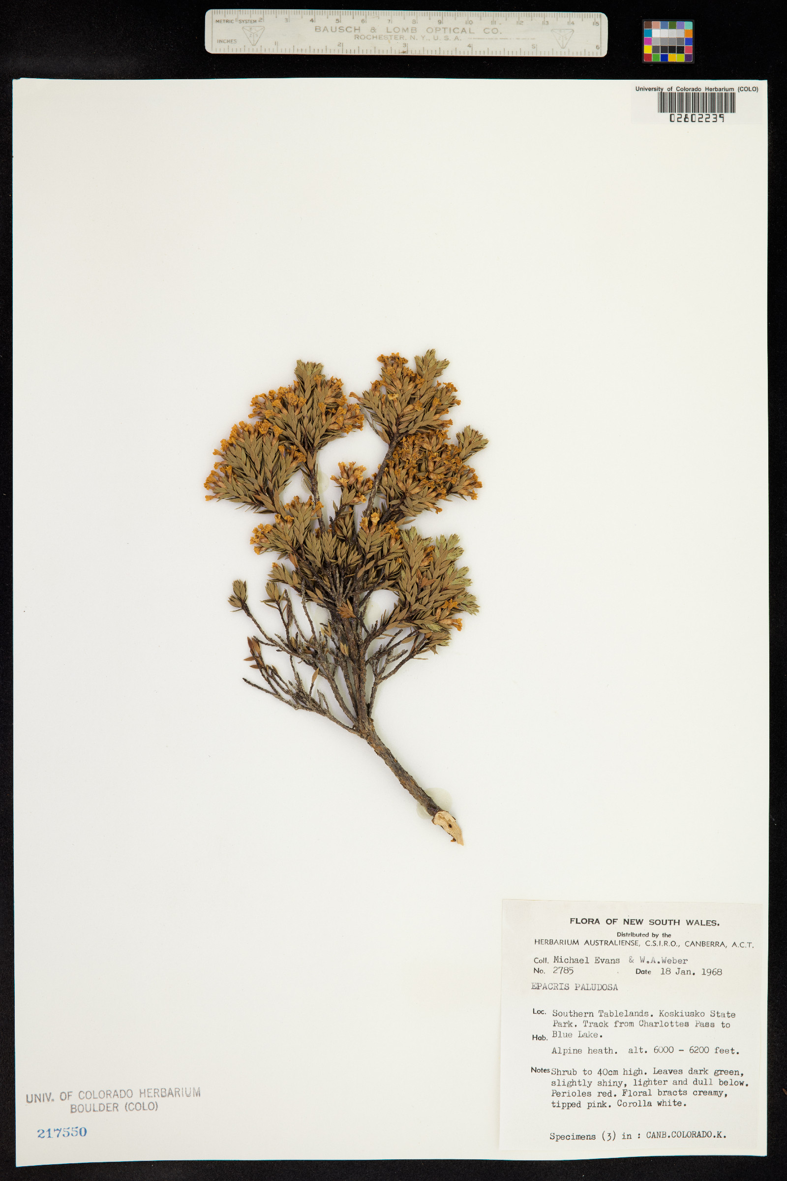 Epacris paludosa image