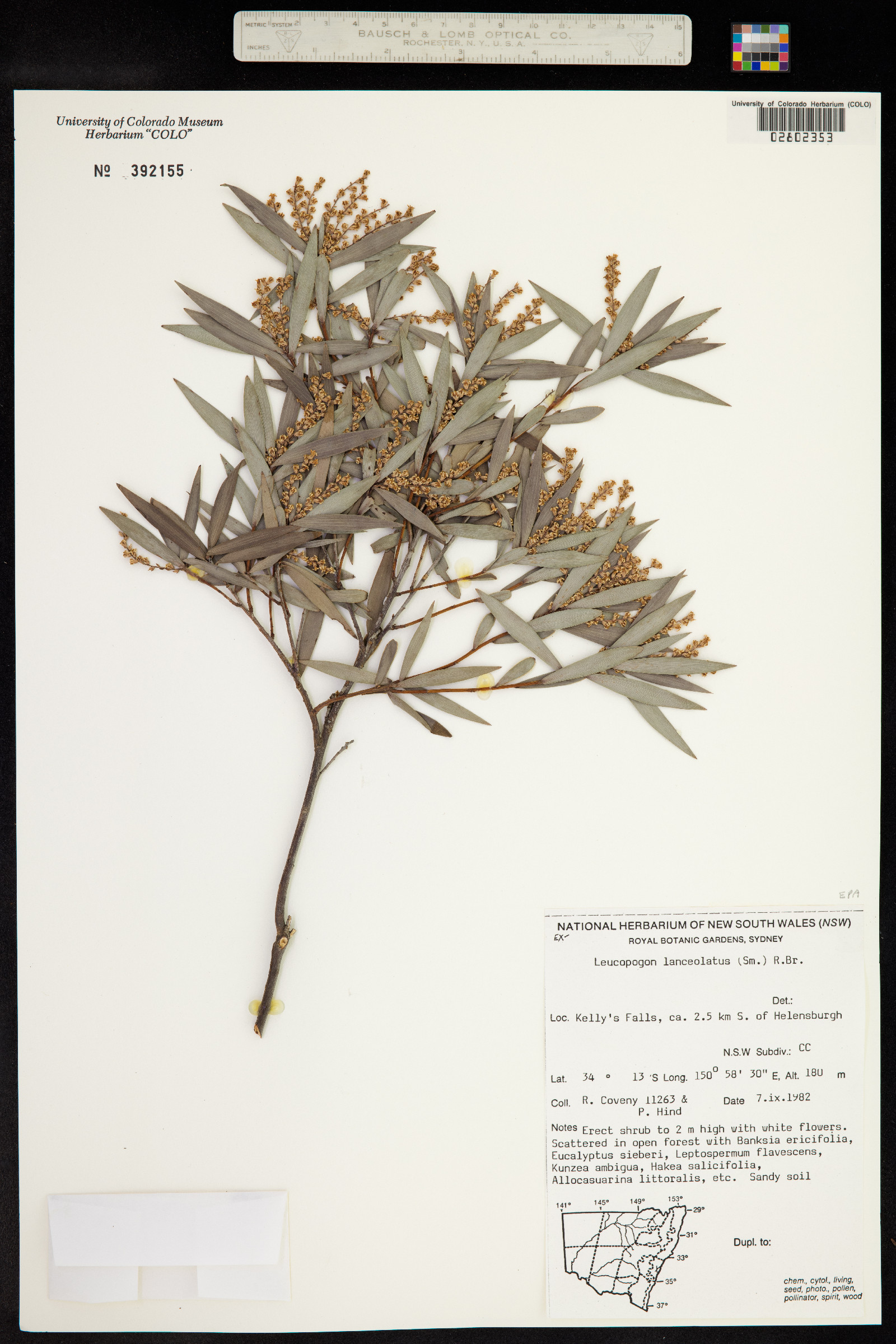 Leucopogon lanceolatus image