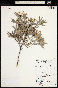 Leucopogon lanceolatus image