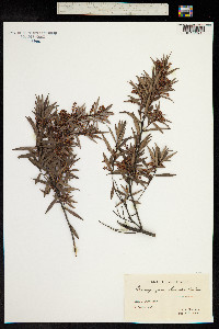 Leucopogon lanceolatus image