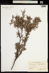 Leucopogon lanceolatus image