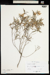 Leucopogon lanceolatus image