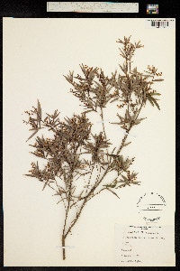 Leucopogon lanceolatus image