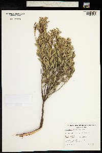 Leucopogon parviflorus image