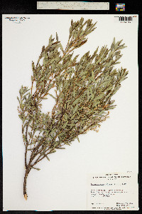 Leucopogon parviflorus image