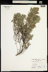 Leucopogon parviflorus image