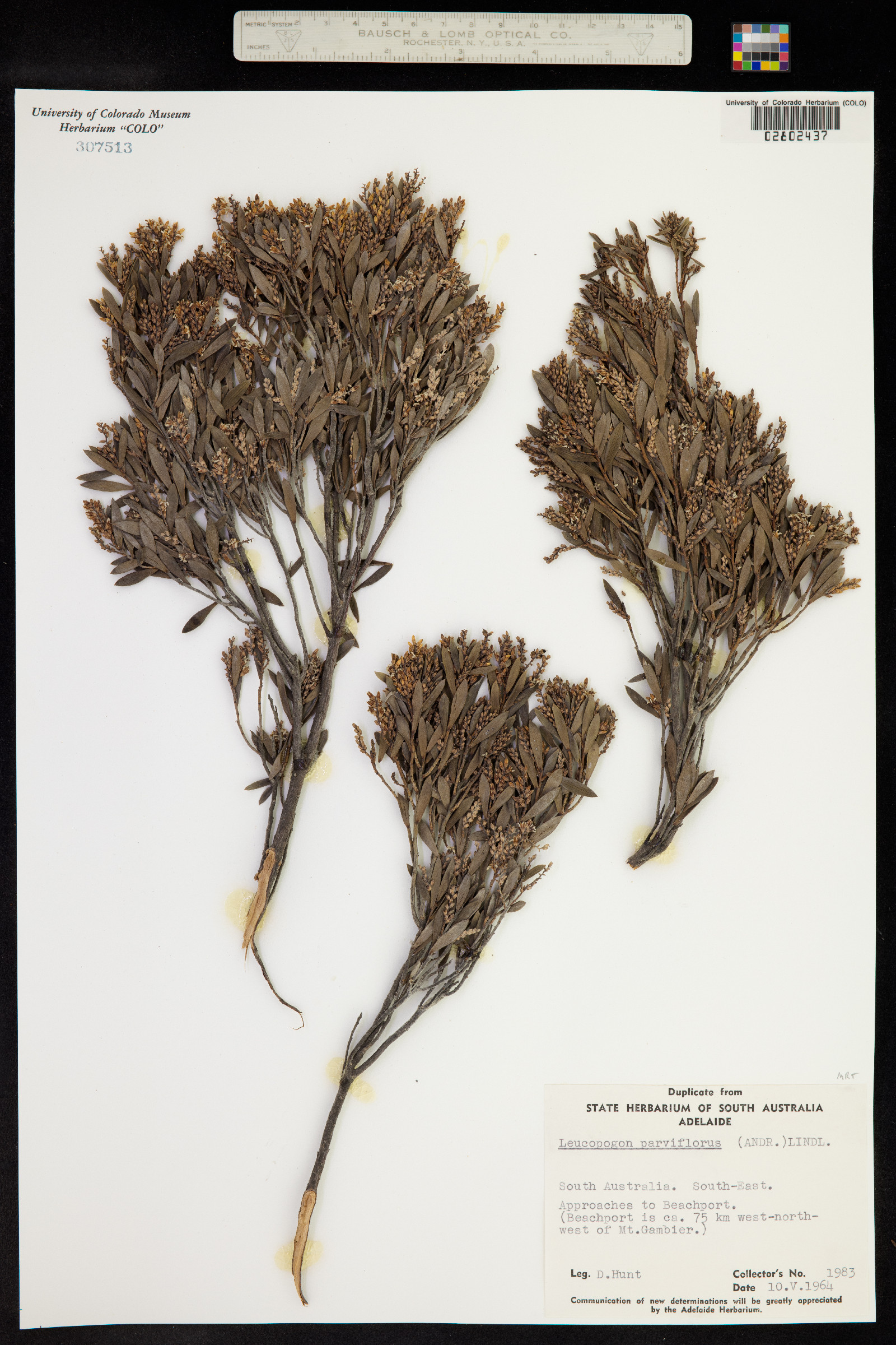 Leucopogon parviflorus image