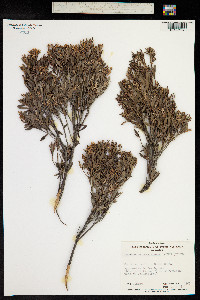 Leucopogon parviflorus image