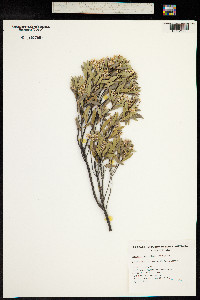 Leucopogon parviflorus image