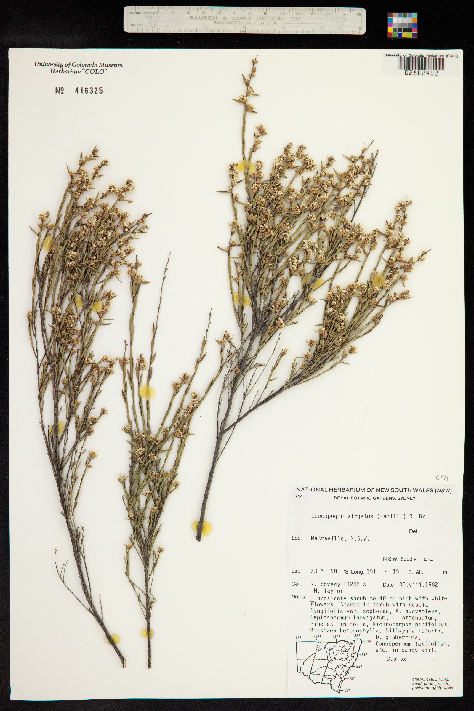 Leucopogon virgatus image