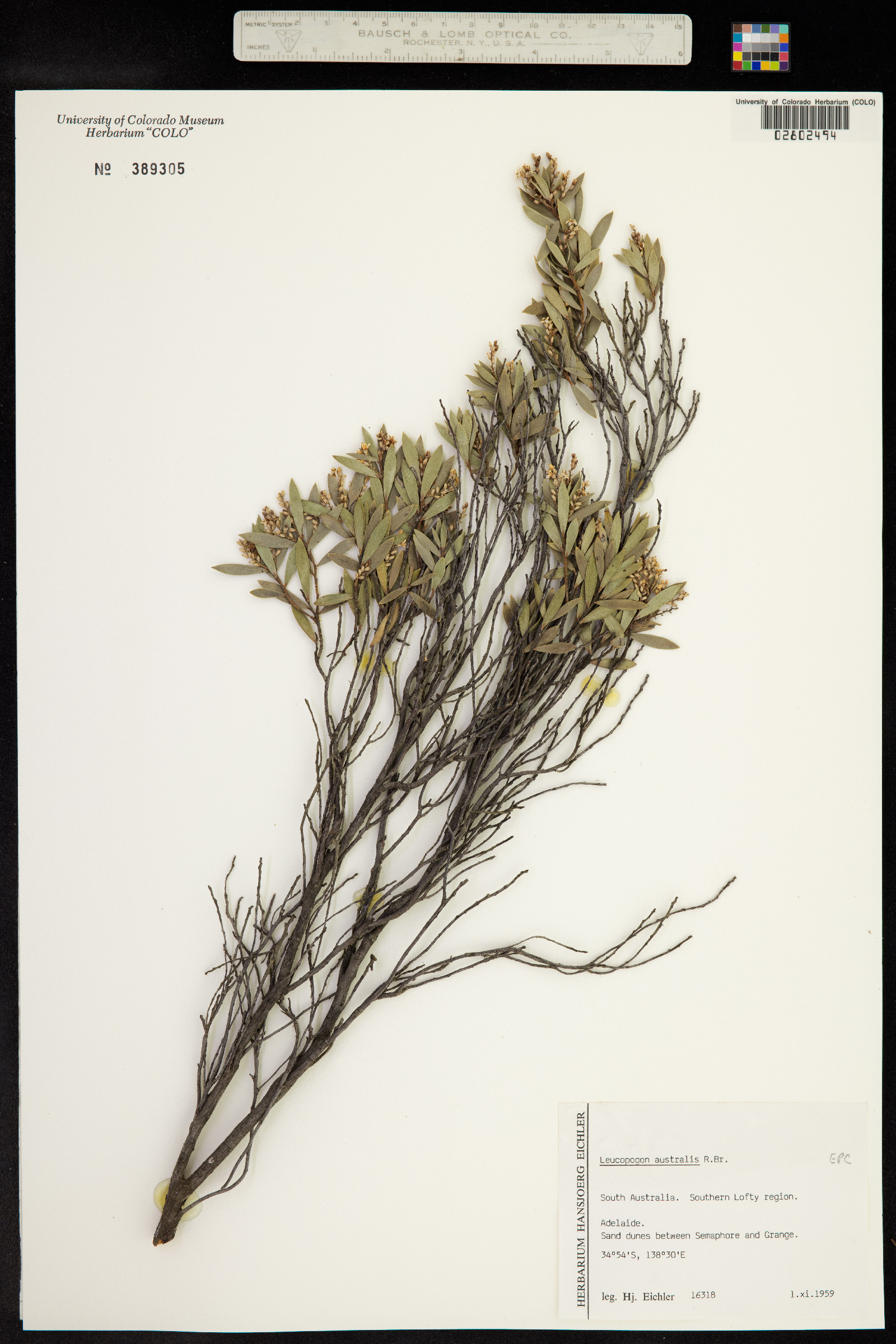 Leucopogon australis image