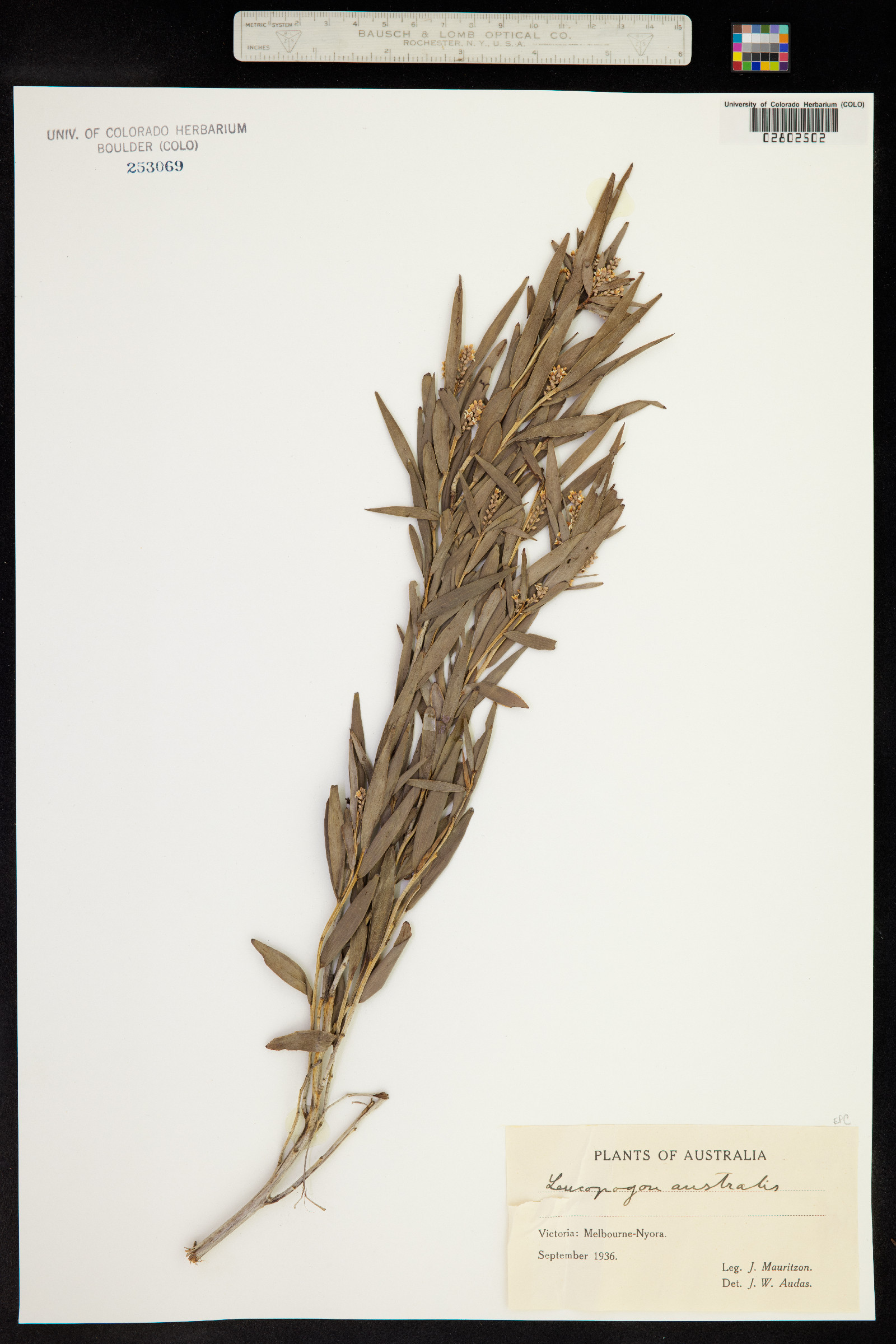 Leucopogon australis image