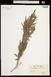 Leucopogon australis image