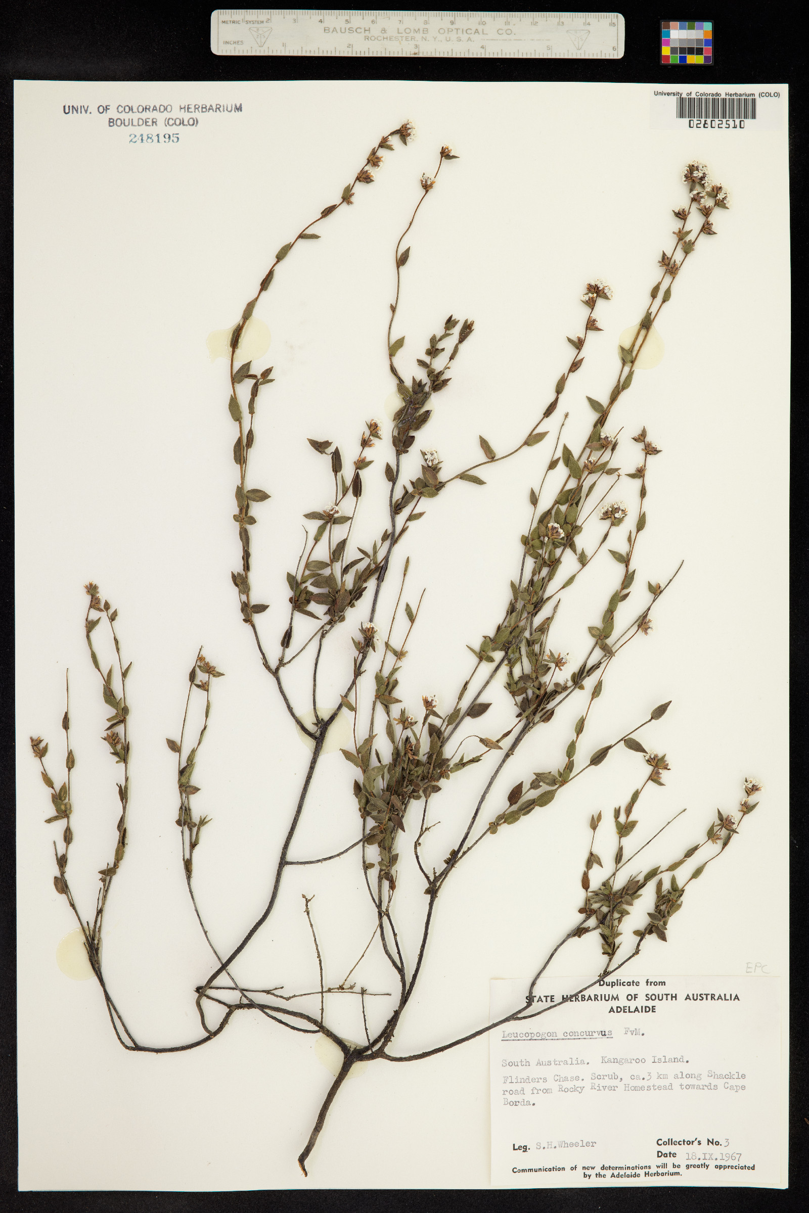 Leucopogon concurvus image