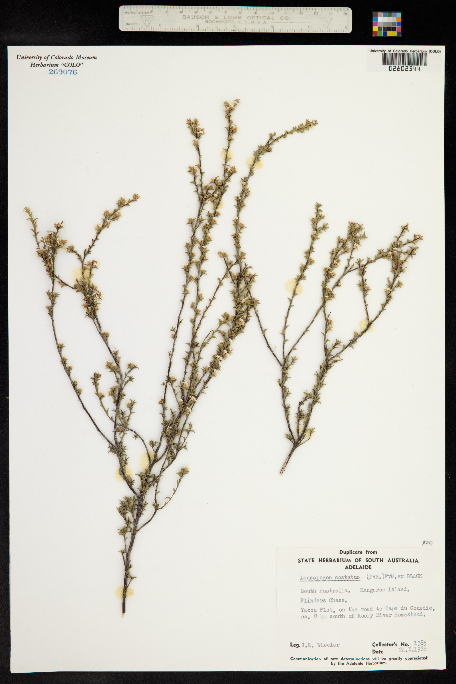 Leucopogon costatus image