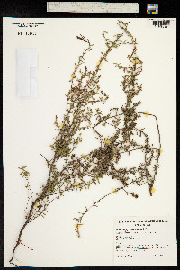 Leucopogon juniperinus image