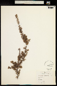 Leucopogon juniperinus image