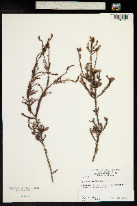 Leucopogon microphyllus image