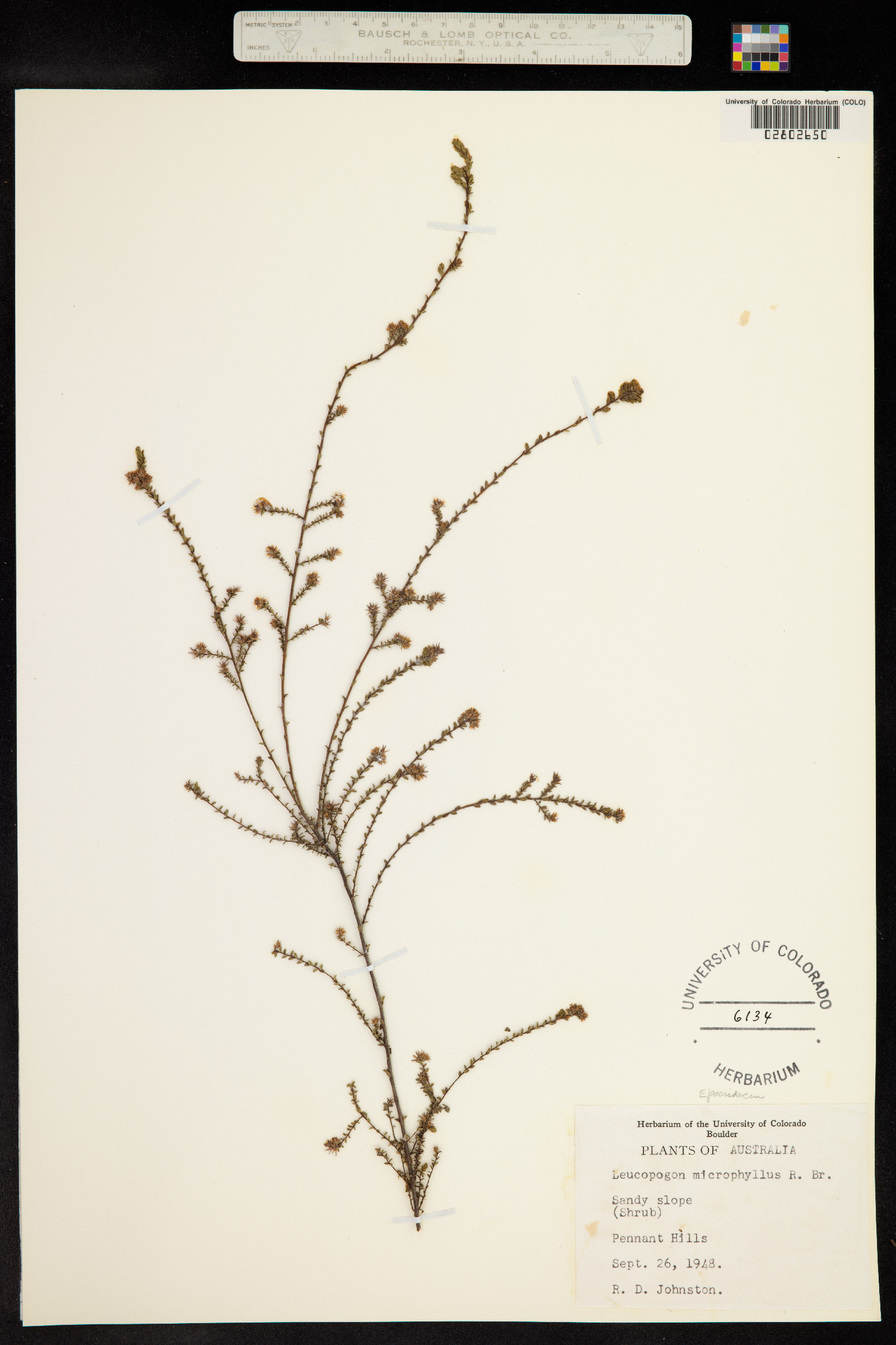 Leucopogon microphyllus image