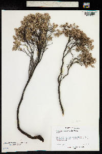 Acrothamnus suaveolens image