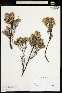 Acrothamnus suaveolens image