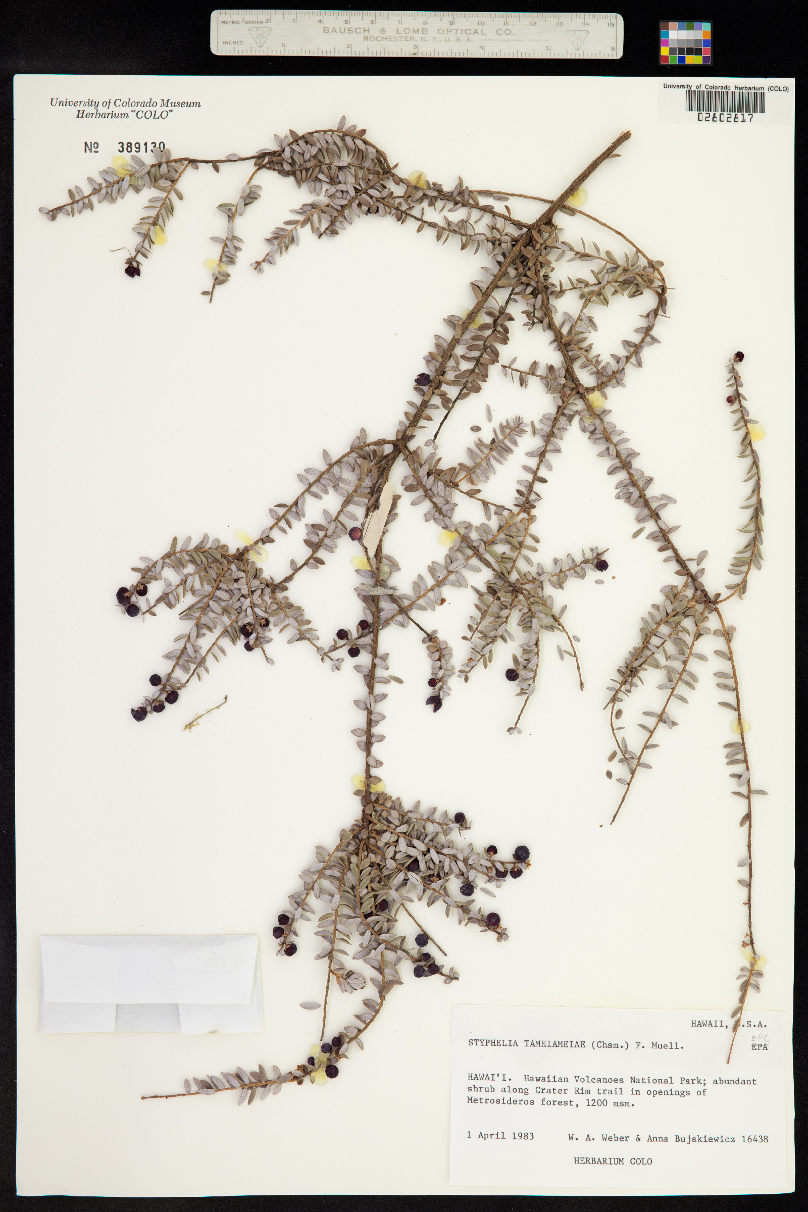 Leptecophylla tameiameiae image