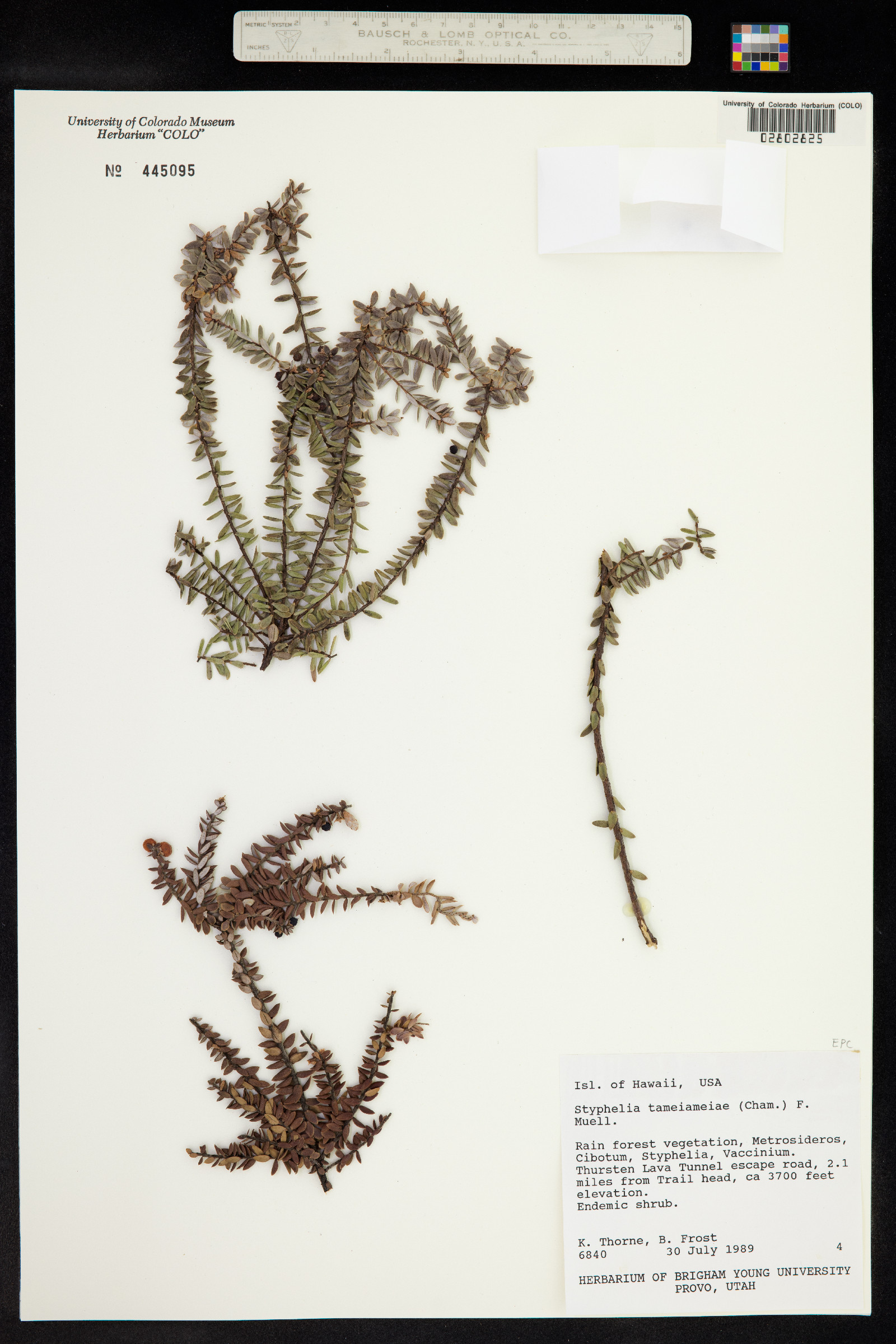 Leptecophylla tameiameiae image