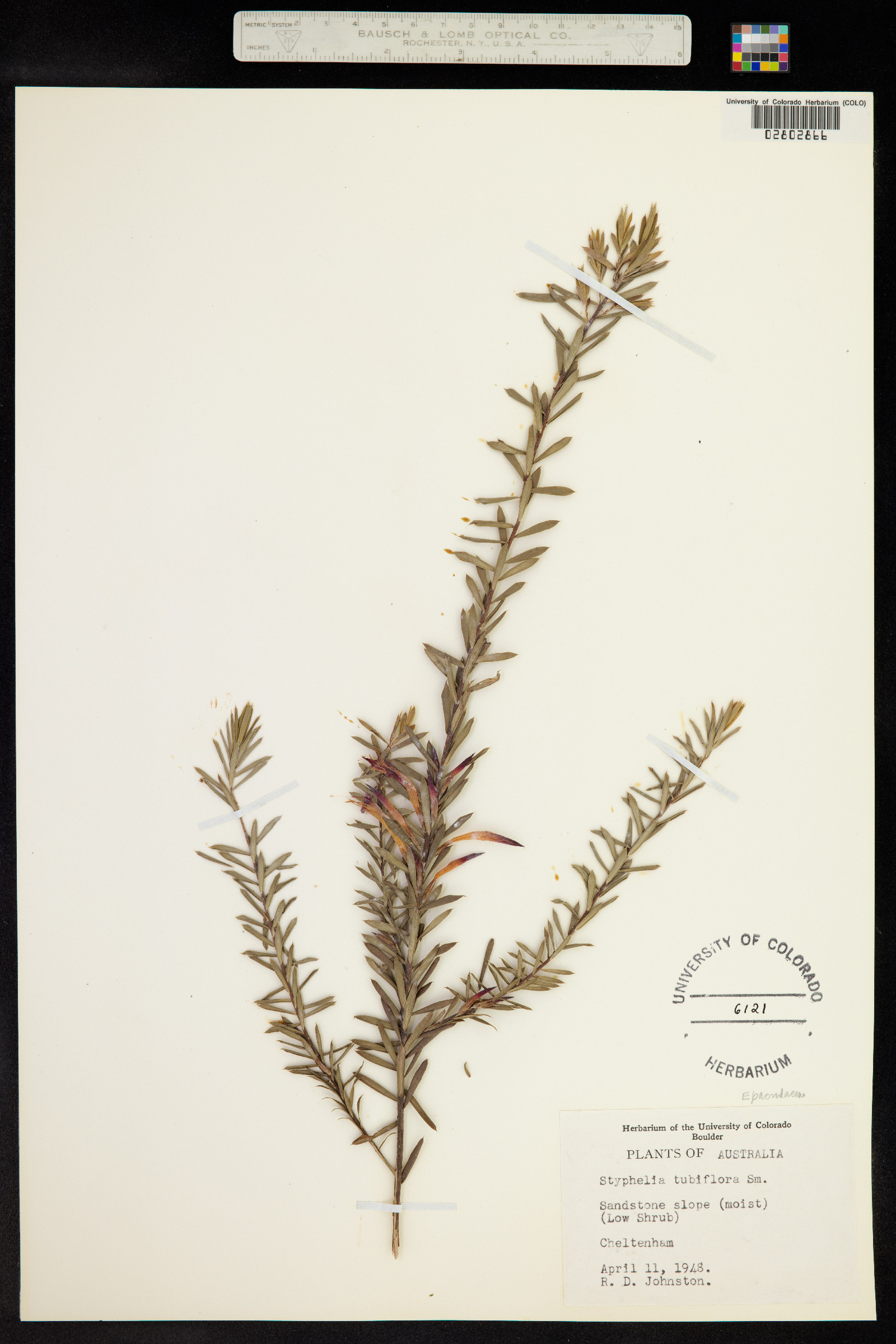 Styphelia tubiflora image