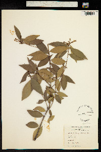 Trochocarpa laurina image