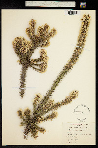 Woollsia pungens image