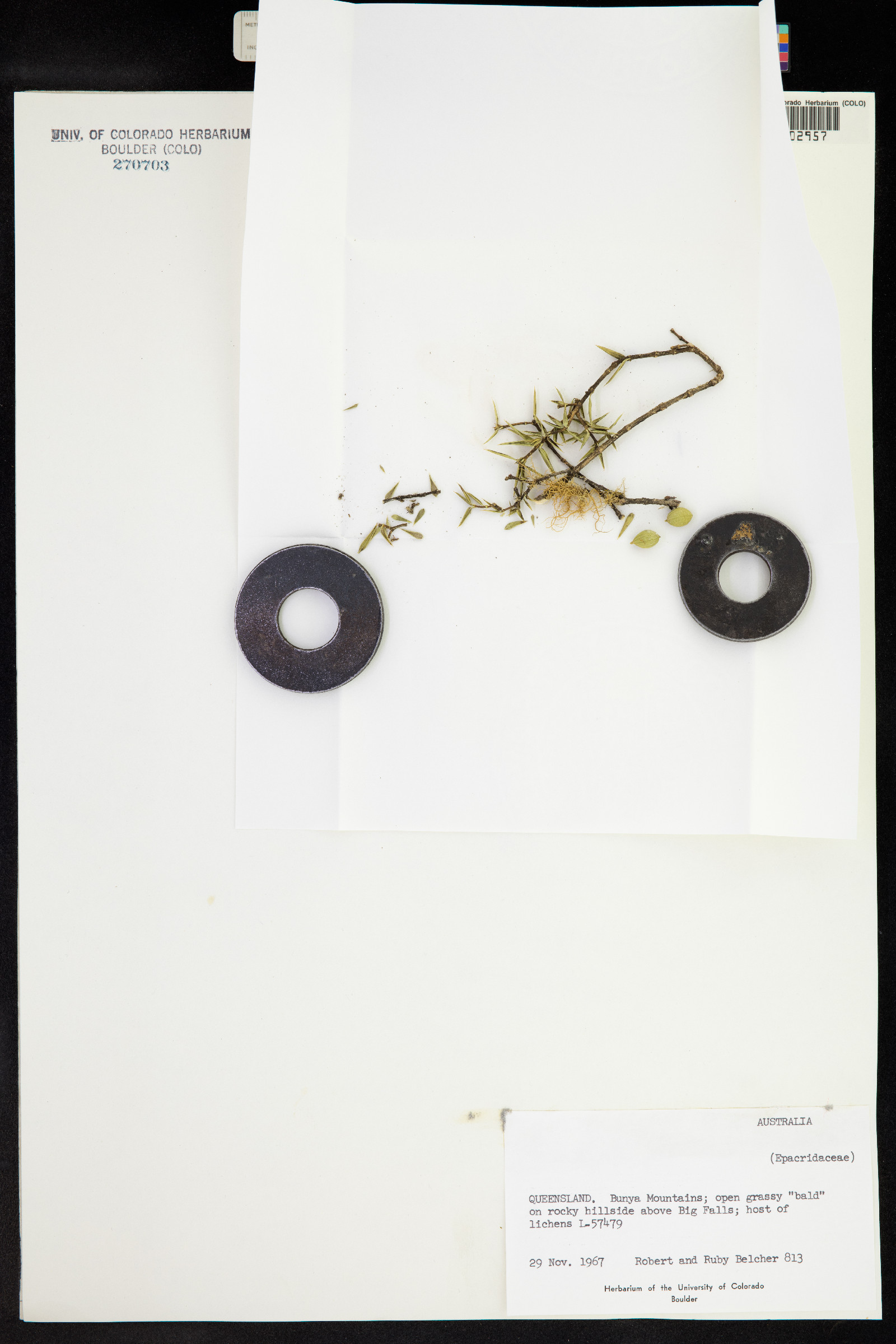 Epacridaceae image