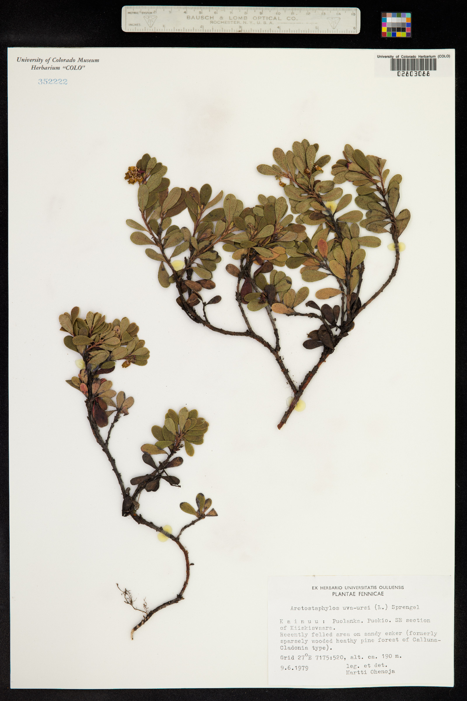 Arctostaphylos uva-ursi image