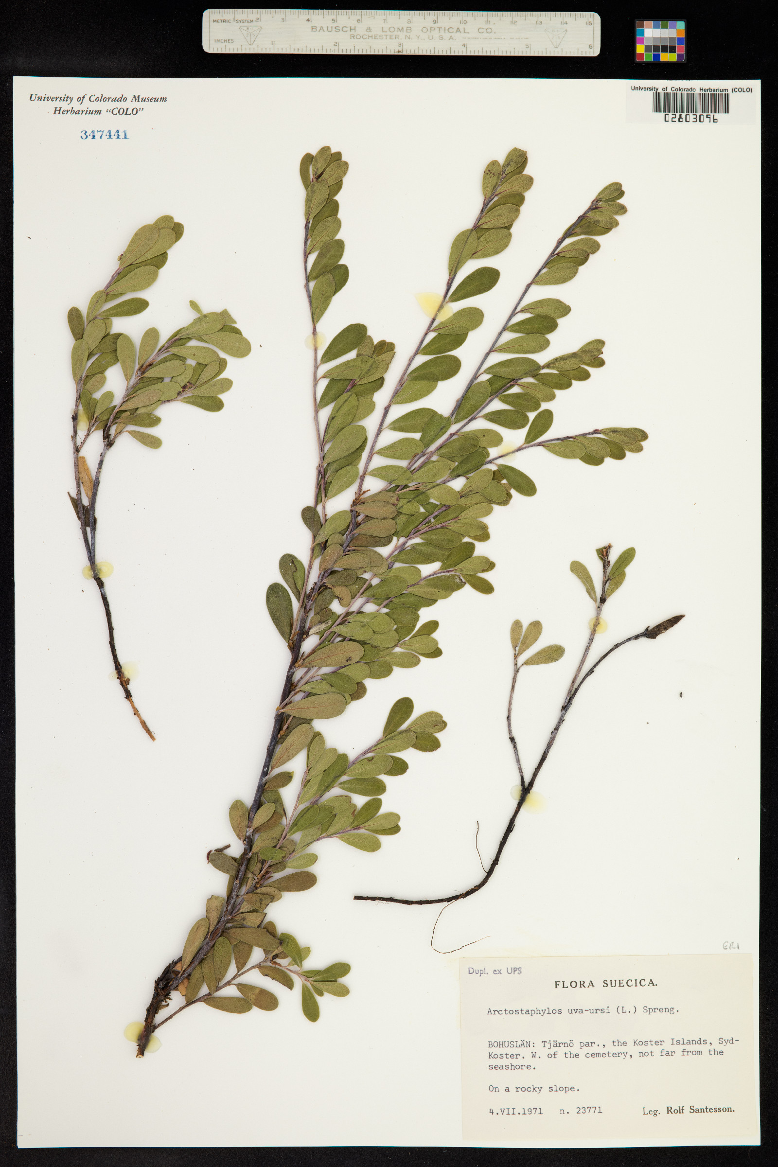 Arctostaphylos uva-ursi image