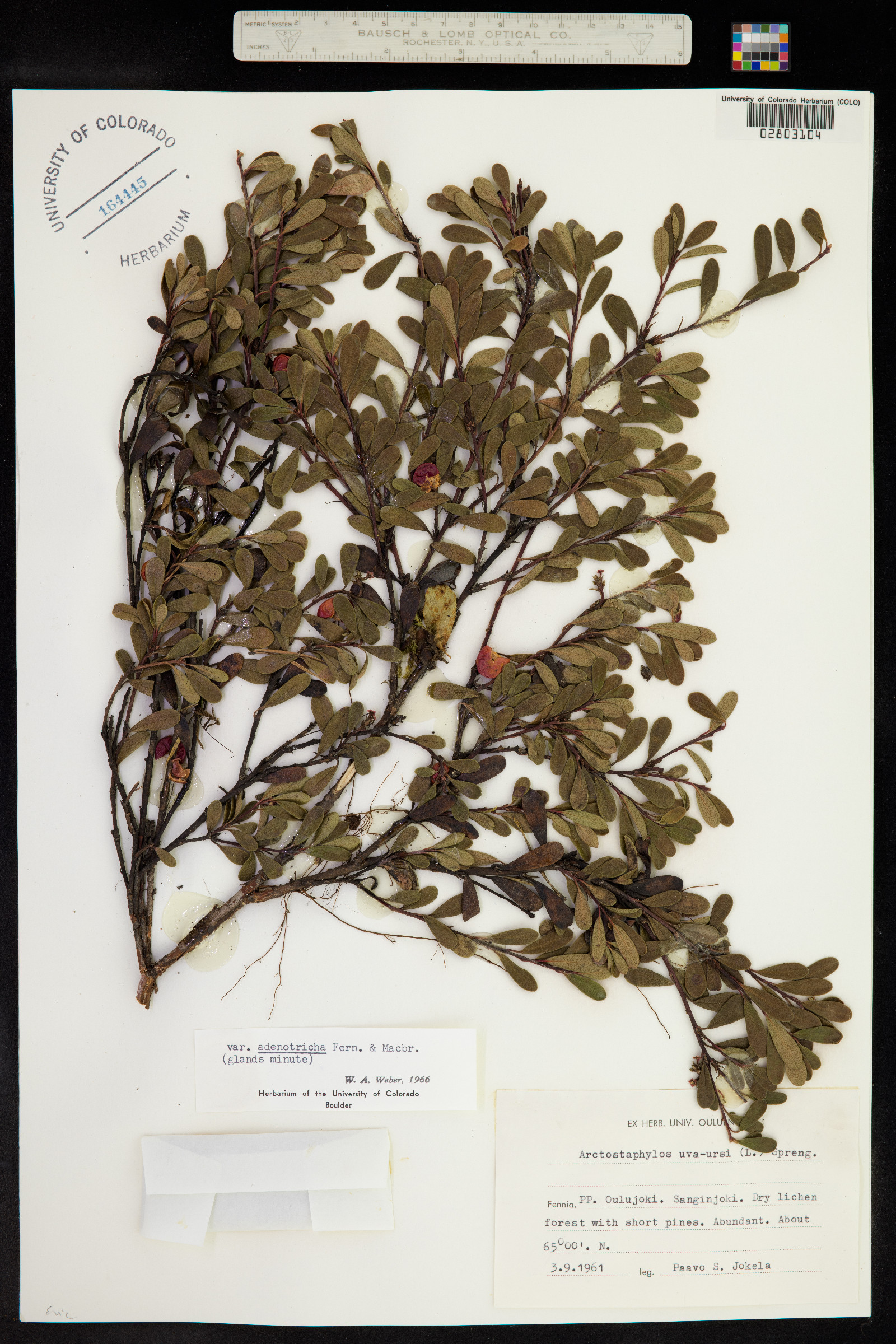 Arctostaphylos uva-ursi image