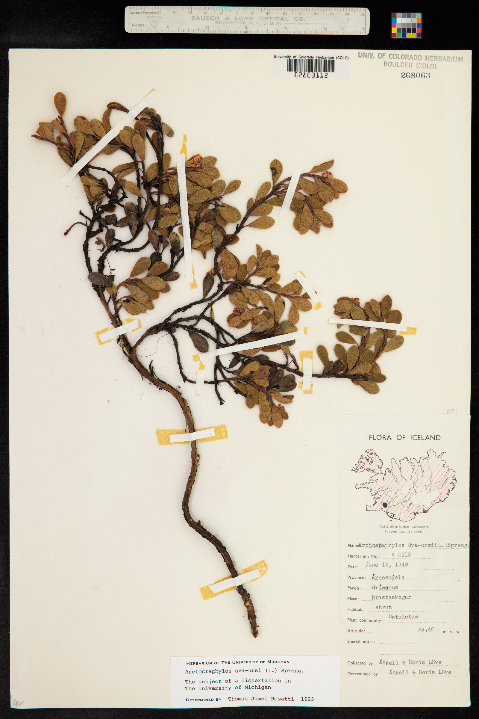 Arctostaphylos uva-ursi image