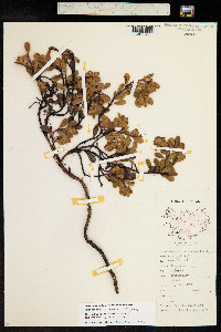 Arctostaphylos uva-ursi image