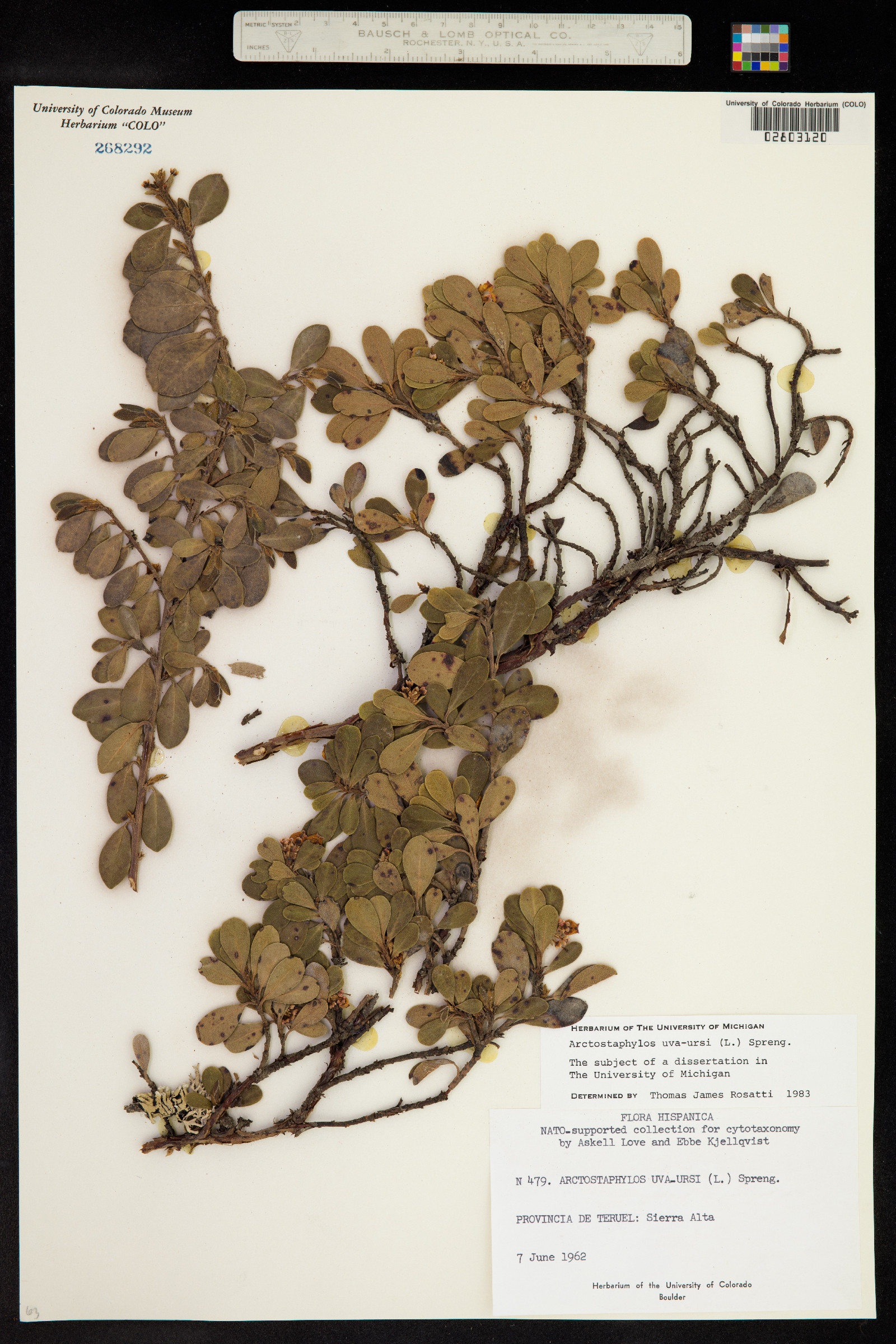 Arctostaphylos uva-ursi image