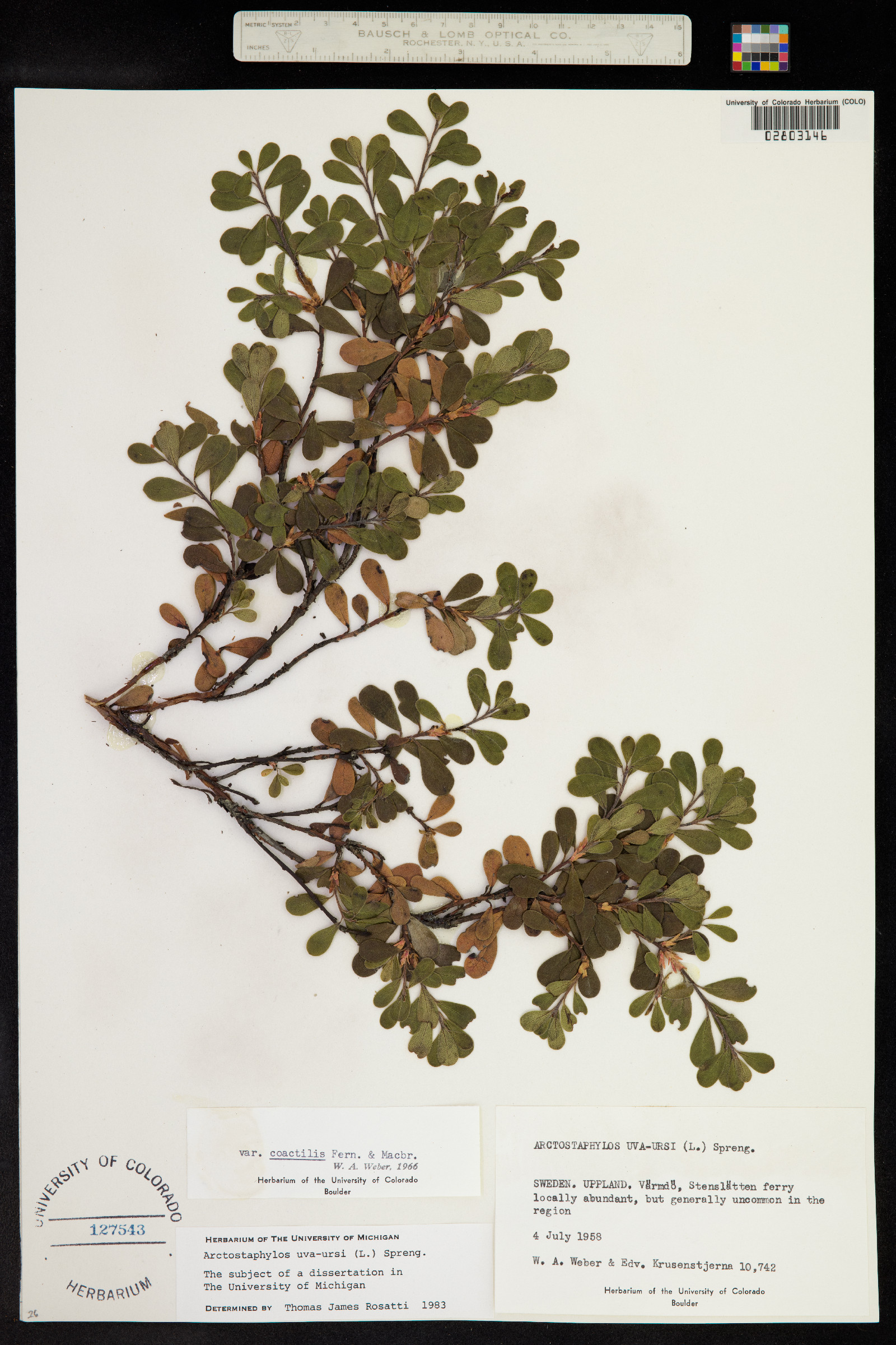 Arctostaphylos uva-ursi image