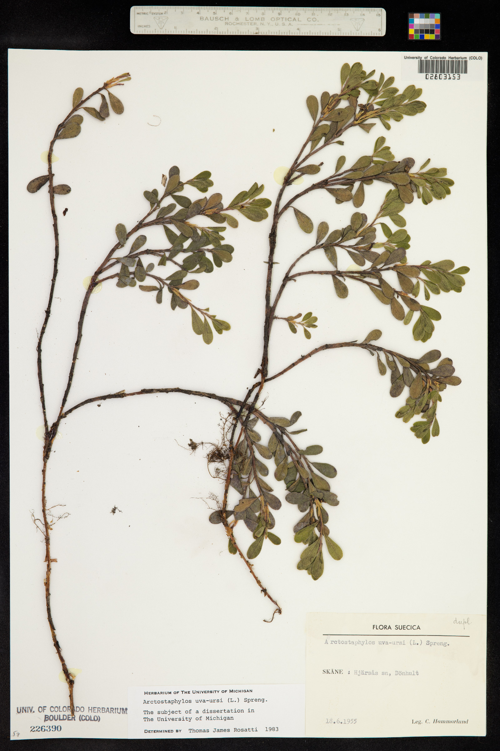 Arctostaphylos uva-ursi image