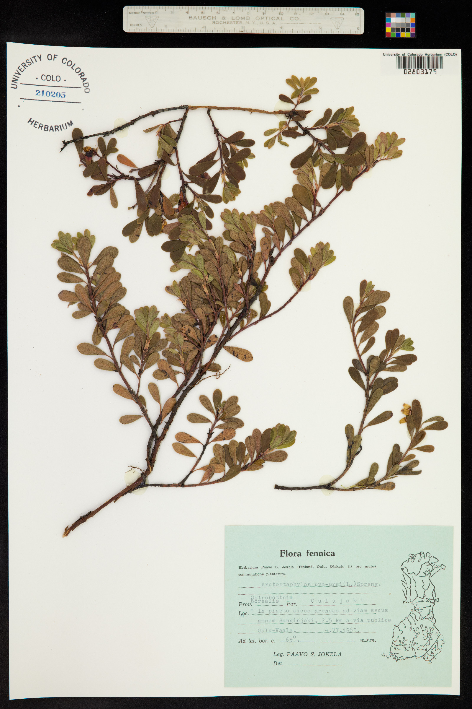 Arctostaphylos uva-ursi image