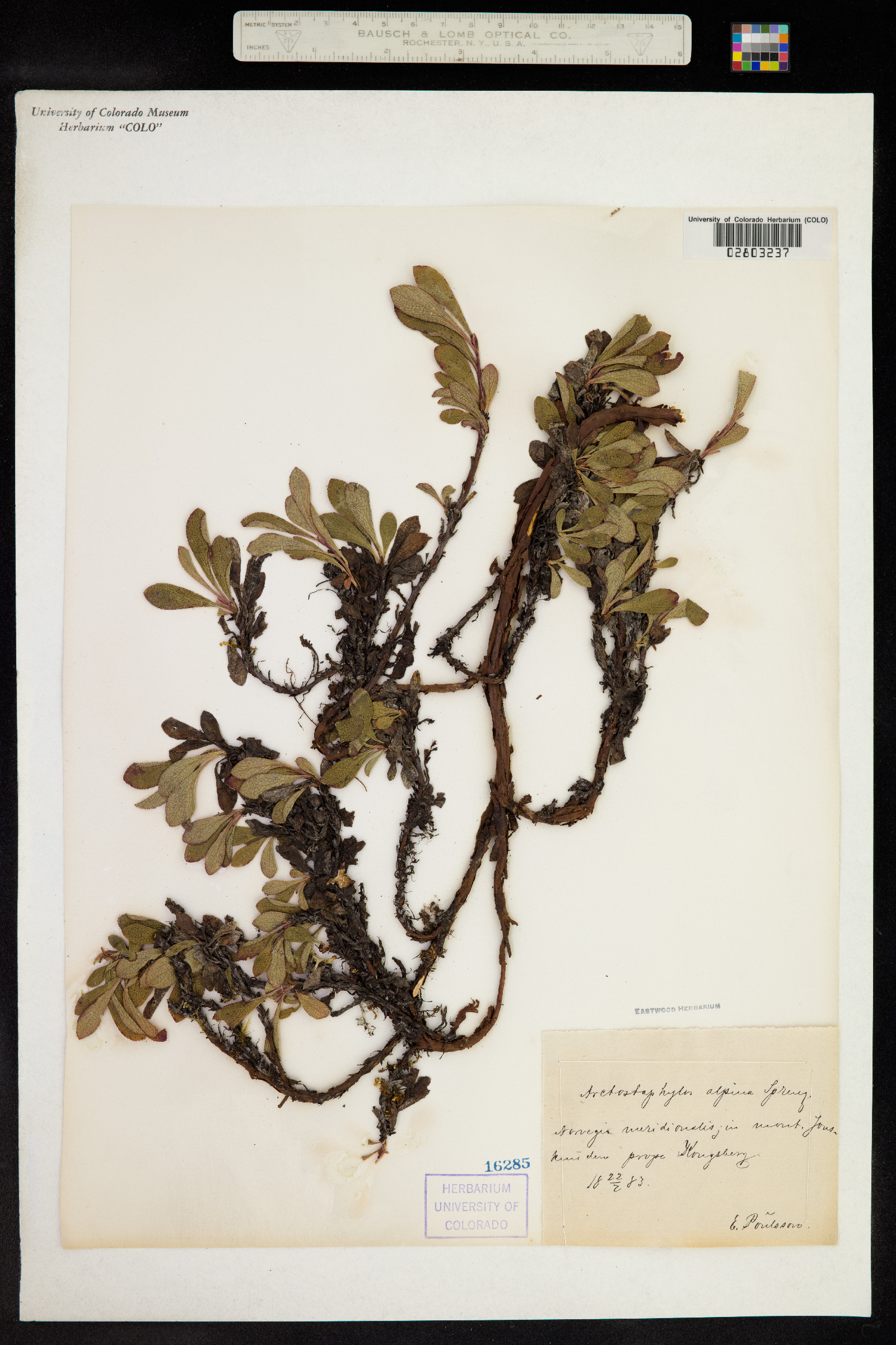 Arctous alpina image