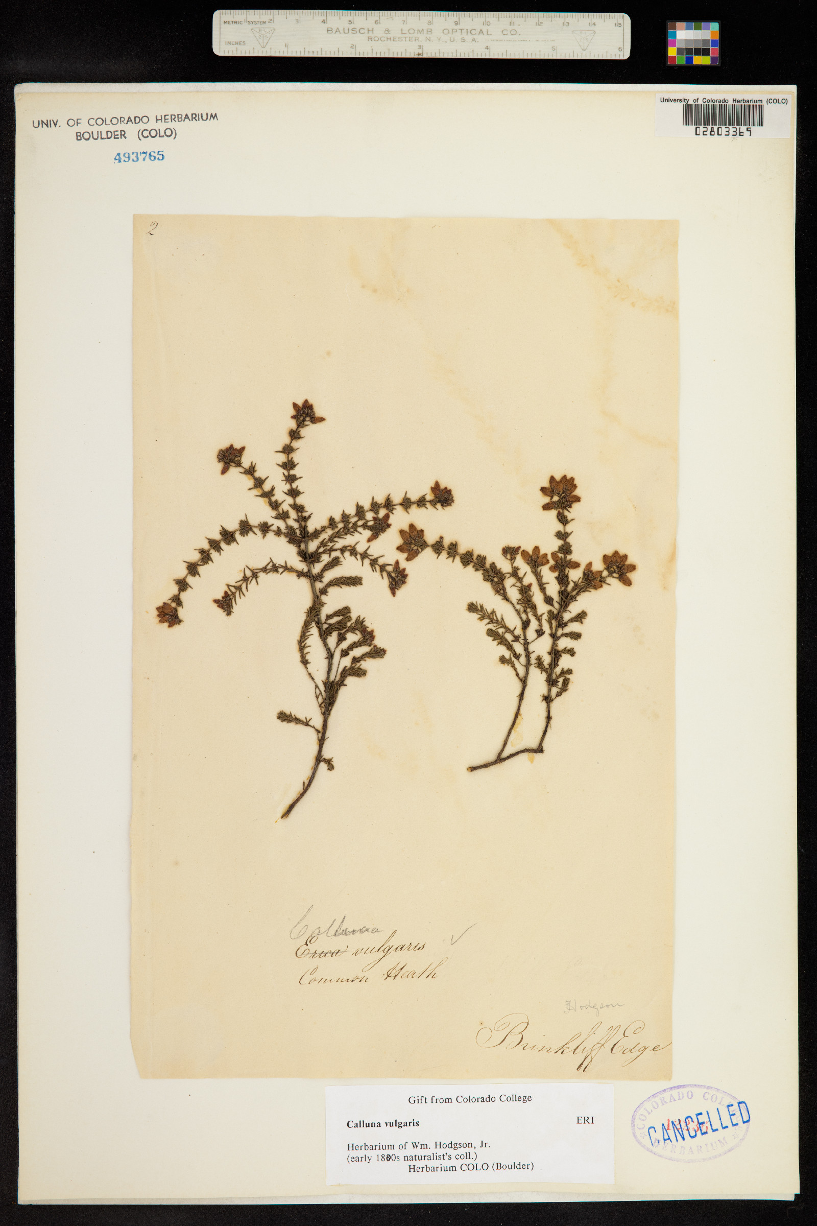 Calluna vulgaris image