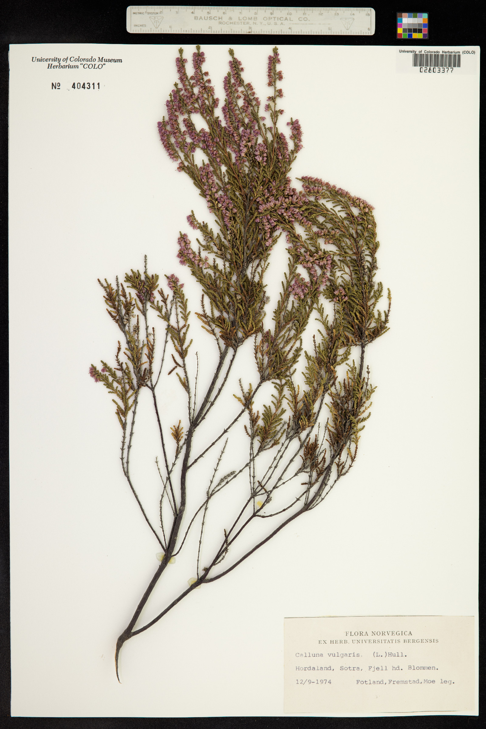 Calluna vulgaris image