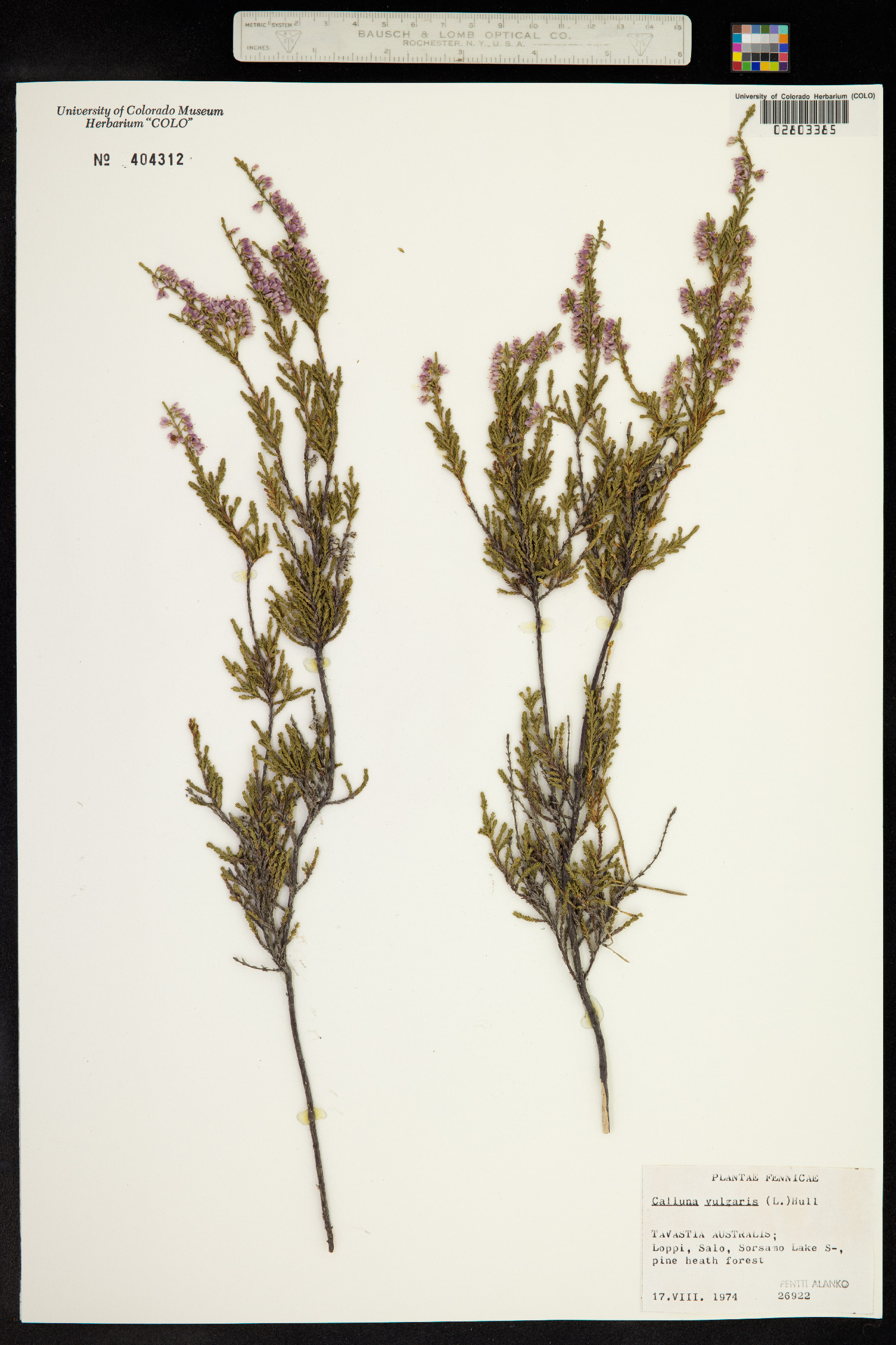 Calluna vulgaris image