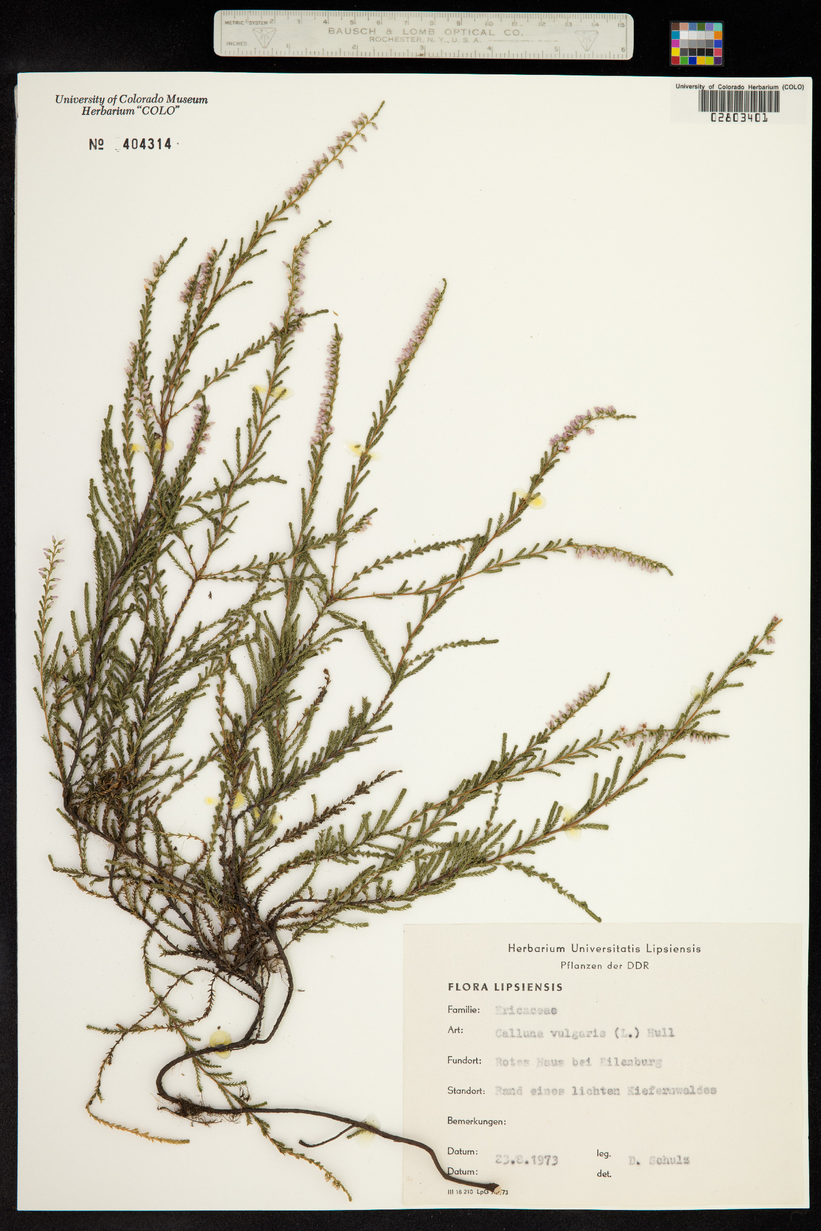 Calluna vulgaris image