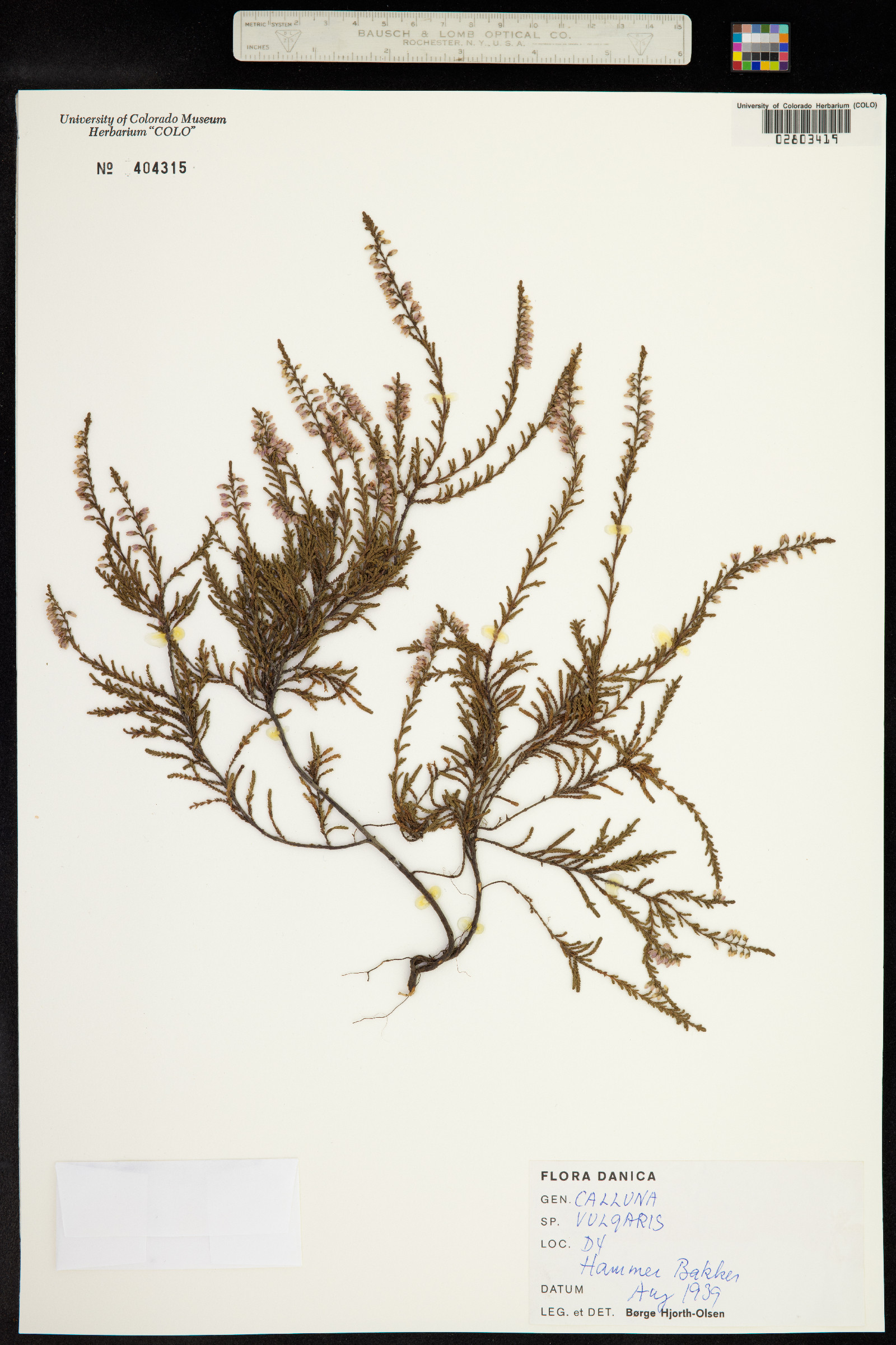 Calluna image