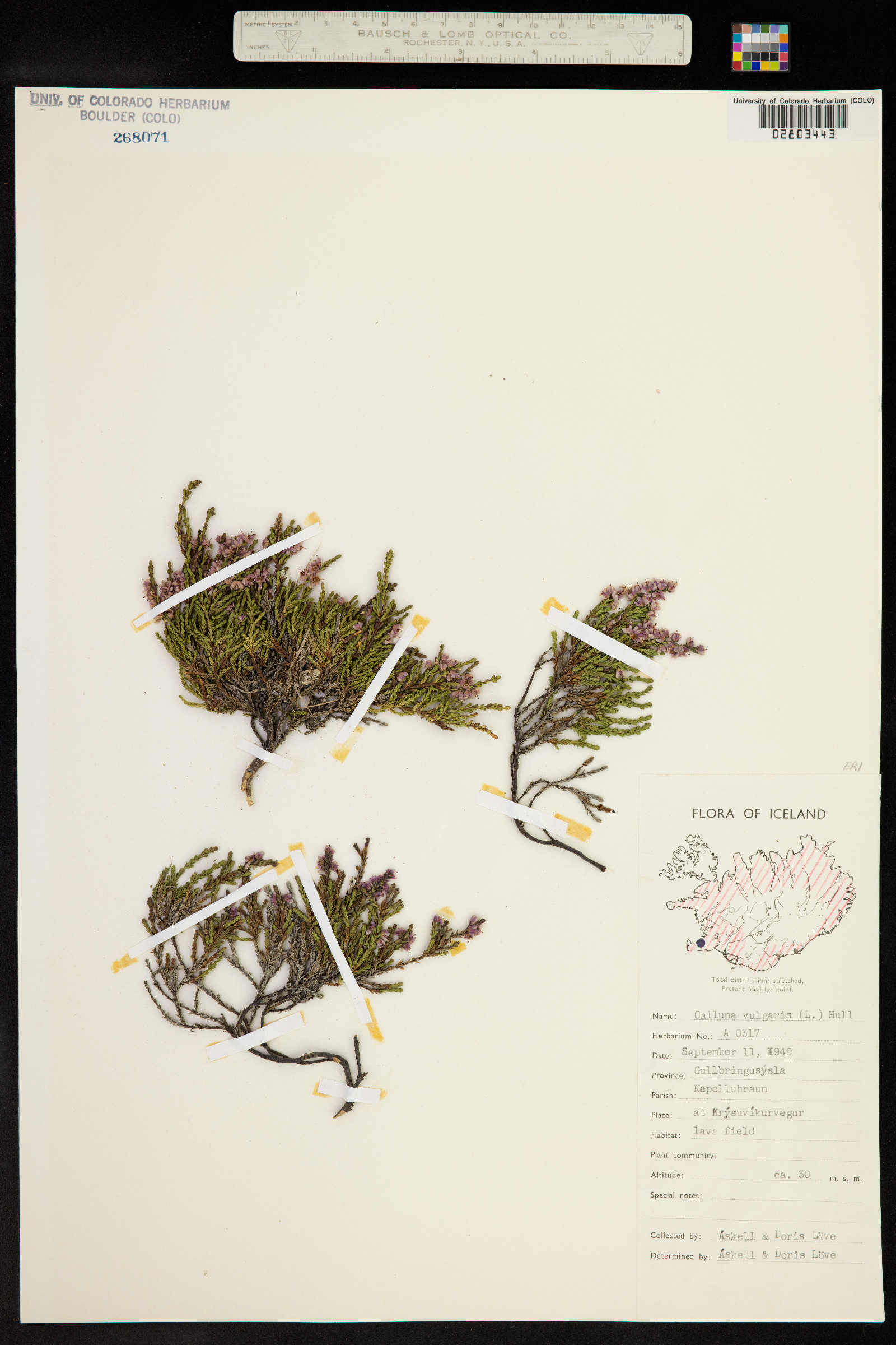 Calluna vulgaris image