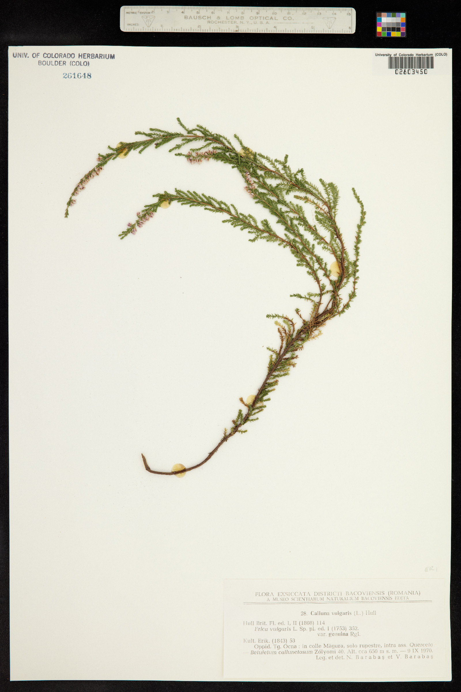 Calluna image