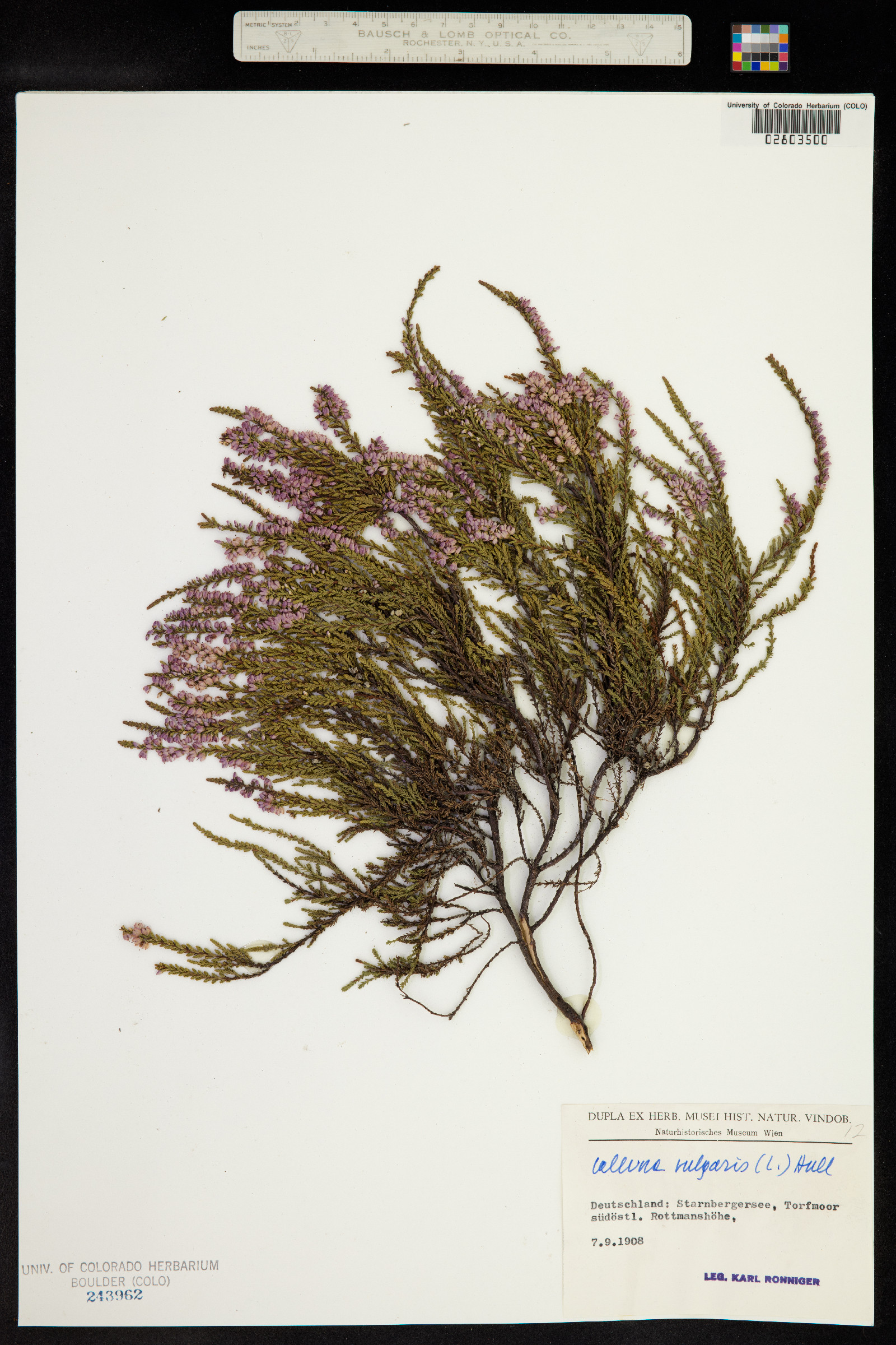 Calluna vulgaris image